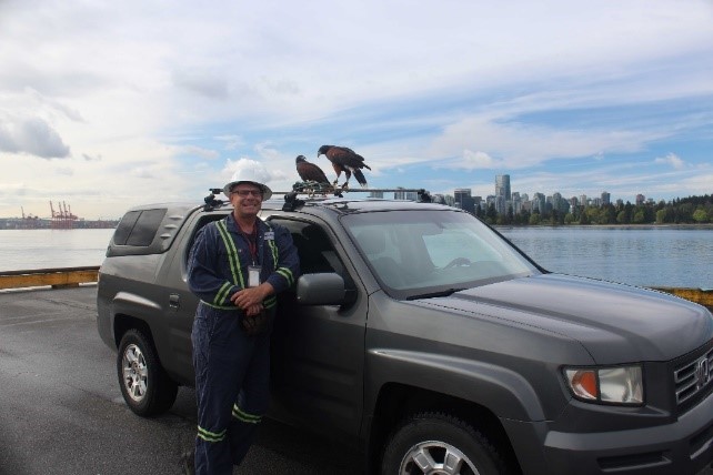 Harris Hawks at Vancouver Wharves