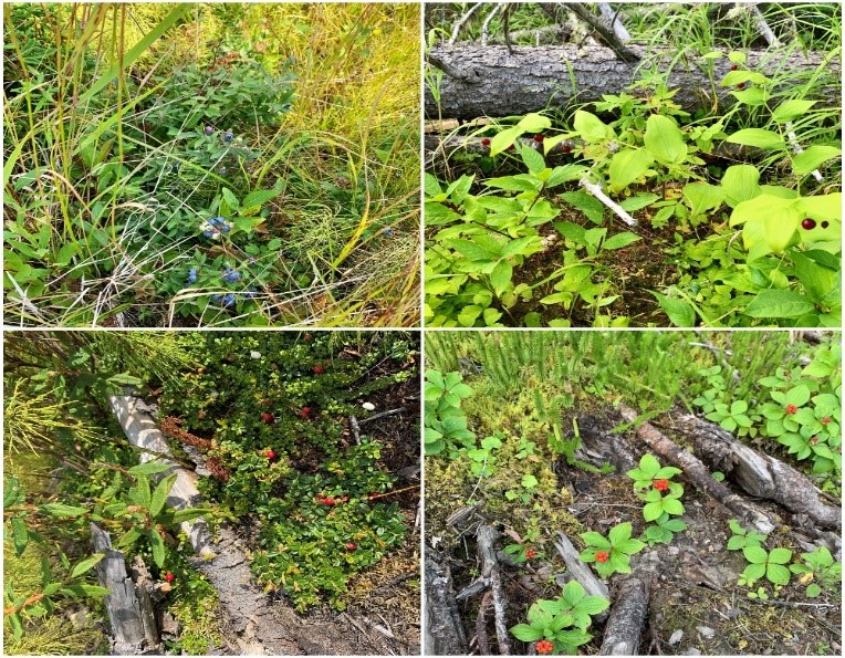 Photo 2: Plant species of traditional use importance identified at three selected sites: blueberry (top left), wild raisin (top right), wild cranberry (bottom left), and bunchberry (bottom right)