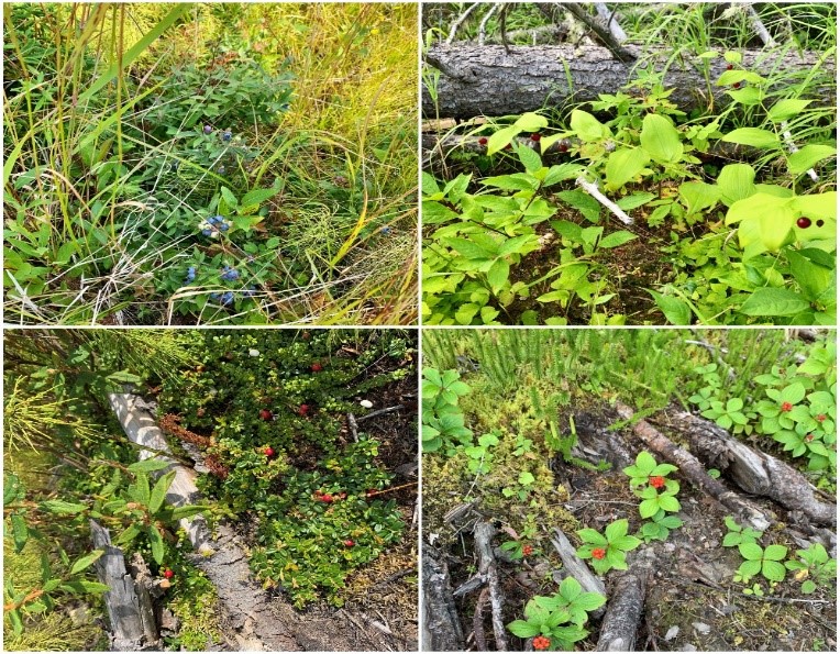 Photo 2: Plant species of traditional use importance identified at three selected sites: blueberry (top left), wild raisin (top right), wild cranberry (bottom left), and bunchberry (bottom right) Photo 2: Plant species of traditional use importance identified at three selected sites: blueberry (top left), wild raisin (top right), wild cranberry (bottom left), and bunchberry (bottom right)