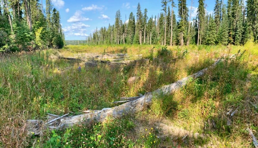 Photo 1: Natural vegetation cover on the RoW at one of the gathering sites as of August 10, 2020