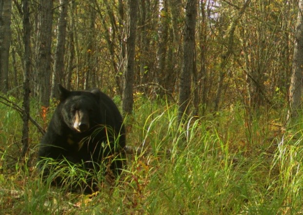Black bear captured by trail camera