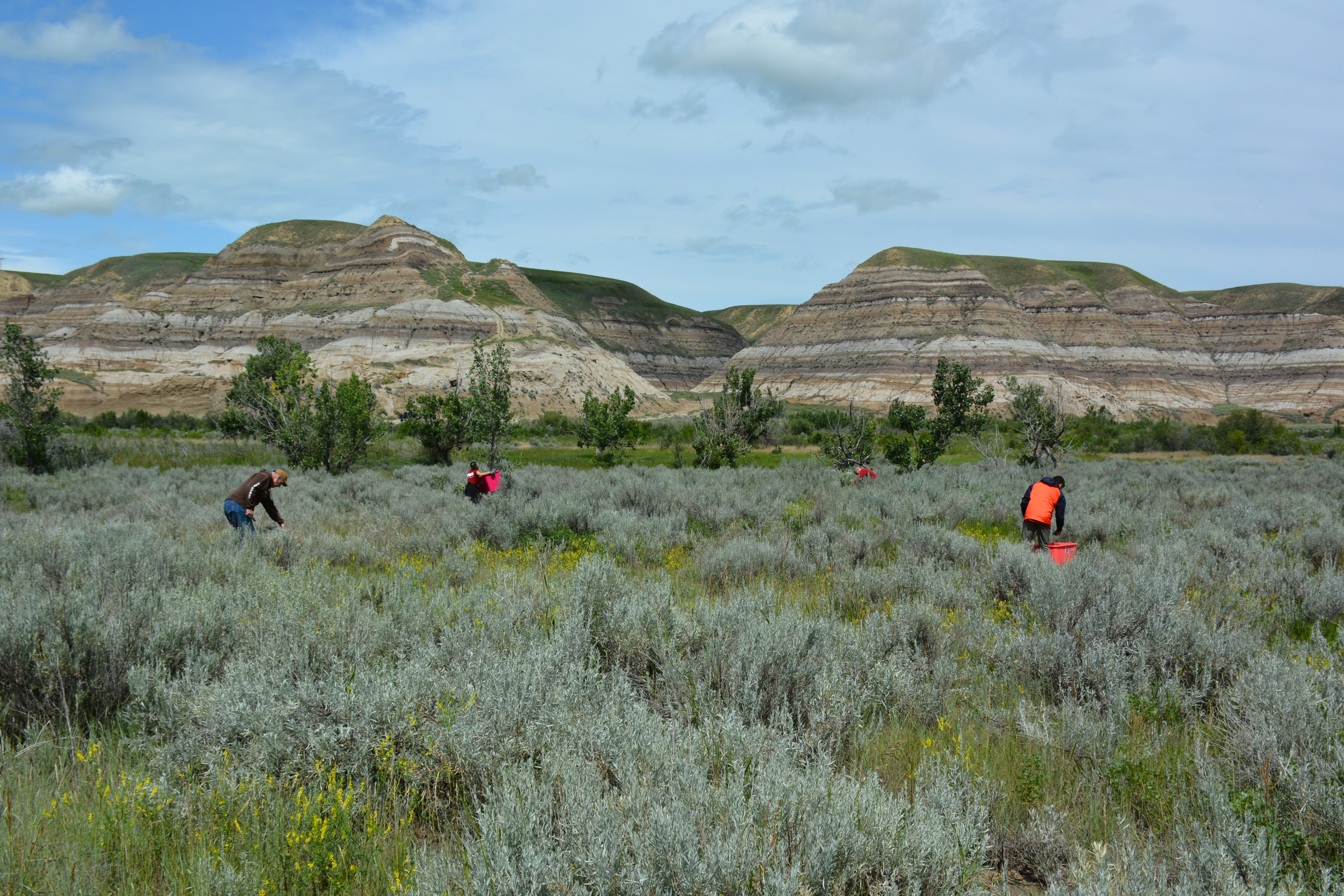 Volunteers distribute sage-brush in support of the Calgary Zoo’s greater sage-grouse breeding program